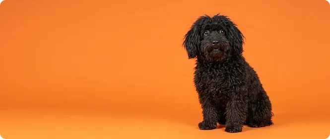 Cachorro preto de pelagem longa
