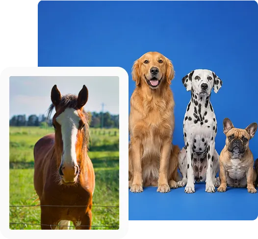 Cavalo